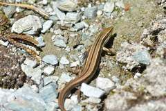 Oligosoma repens