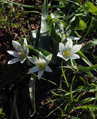 Ornithogalum lanceolatum