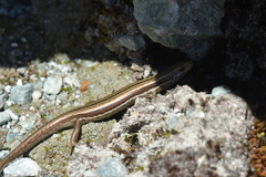 Oligosoma repens