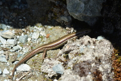 Oligosoma repens