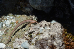 Oligosoma repens