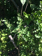 Eugenia capensis capensis