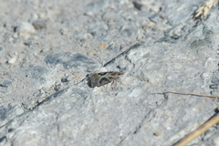 Eudonia hemicycla