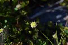Leptinella squalida