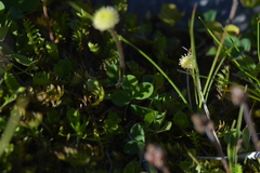 Leptinella squalida