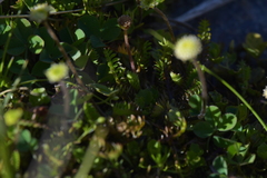 Leptinella squalida
