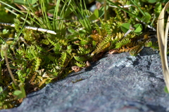 Leptinella squalida