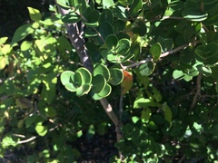 Eugenia capensis capensis