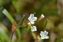 Epilobium chlorifolium