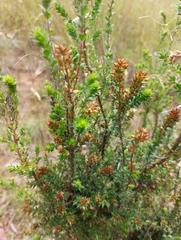Epacris breviflora