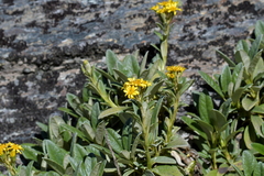 Brachyglottis revoluta