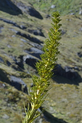 Aciphylla horrida