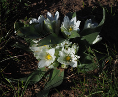 Ornithogalum lanceolatum