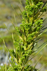 Aciphylla horrida