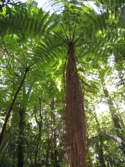 Cyathea rebeccae