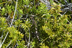 Oligosoma repens