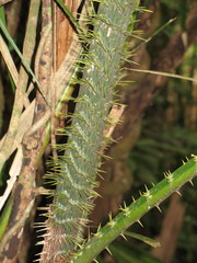 Calamus moti