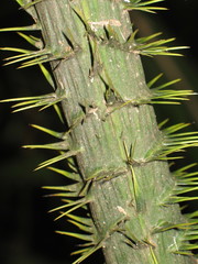Calamus moti