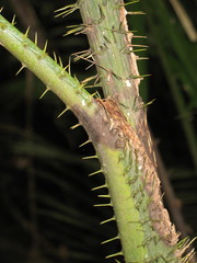 Calamus moti