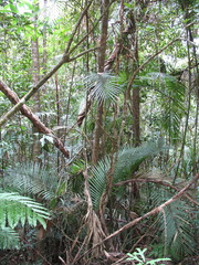 Calamus moti
