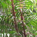 Calamus australis - Photo (c) Anneke Jonker,  זכויות יוצרים חלקיות (CC BY-NC), הועלה על ידי Anneke Jonker