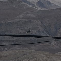 Motacilla alba alboides