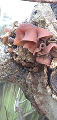 Auricularia auricula-judae