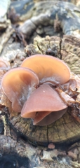 Auricularia auricula-judae