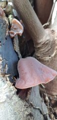 Auricularia auricula-judae