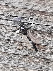 Cricotopus bicinctus