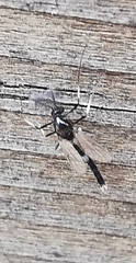 Cricotopus bicinctus