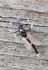 Cricotopus bicinctus