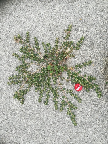 mliečnik škvrnitý (Euphorbia maculata)