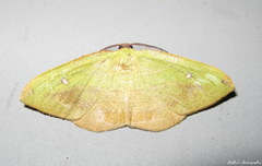 Hypochrosini