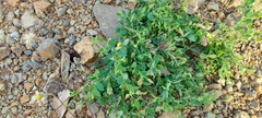 Crotalaria hirsuta