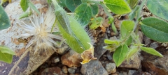 Crotalaria hirsuta