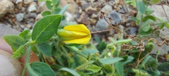 Crotalaria hirsuta