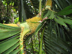 Calamus moti