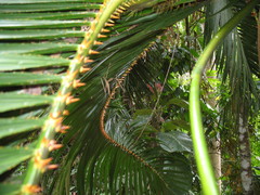 Calamus moti