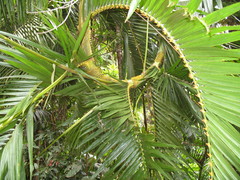 Calamus moti