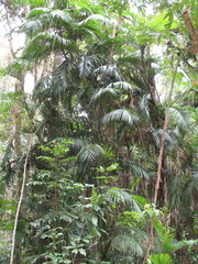 Calamus moti
