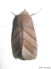Asta quadrilinea
