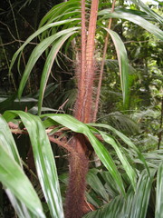 Calamus australis