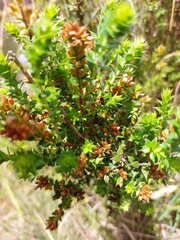 Epacris breviflora