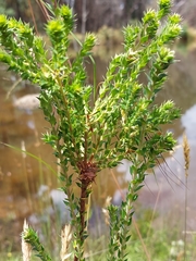 Epacris breviflora
