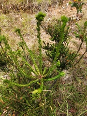 Epacris breviflora