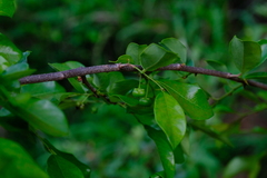 Margaritaria discoidea nitida