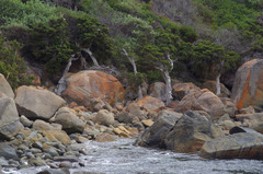 Melaleuca cuticularis