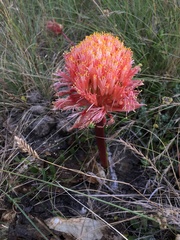 Haemanthus