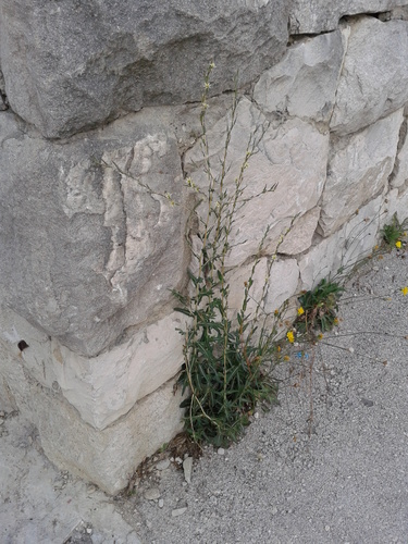 šalát vŕbolistý (Lactuca saligna)